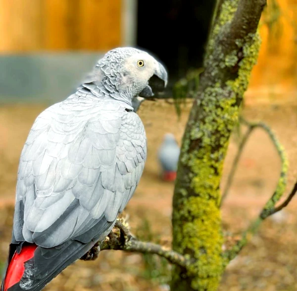 How Long Can an African Grey Parrot Live?