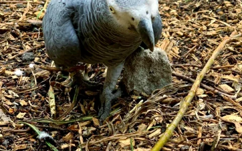 How Much Is an African Grey Parrot?