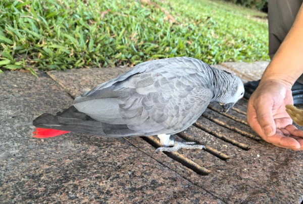 How-Do-You-Sex-an-African-Grey-Parrot