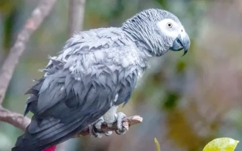 Can You Buy an African Grey Parrot?