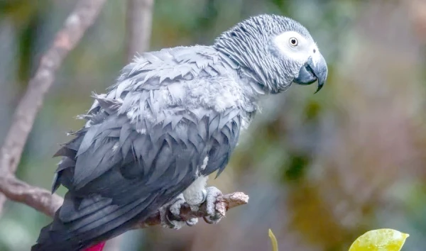 Can-You-Buy-an-African-Grey-Parrot
