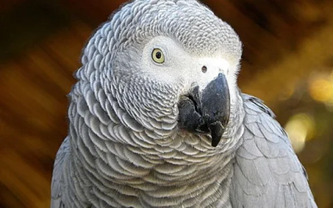 How to Train an African Grey Parrot