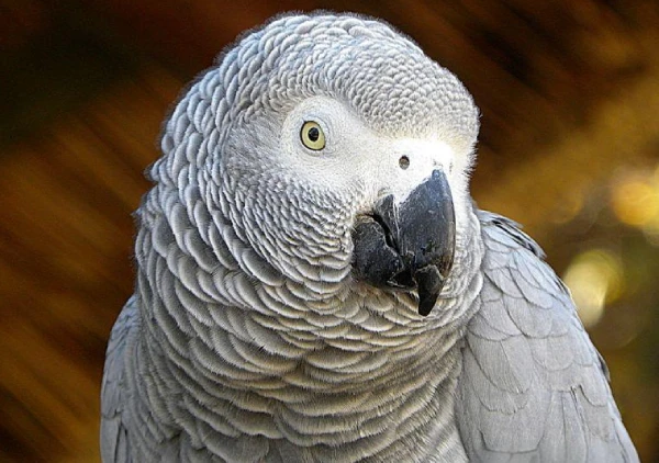 How-to-Train-an-African-Grey-Parrot