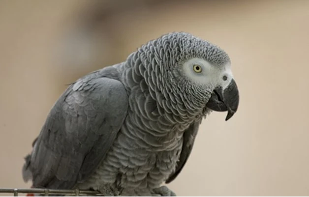 Where-Does-the-African-Grey-Parrot-Live