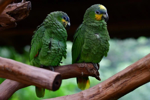 Amazon-Parrots