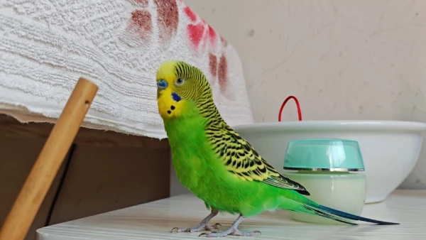 Budgerigar