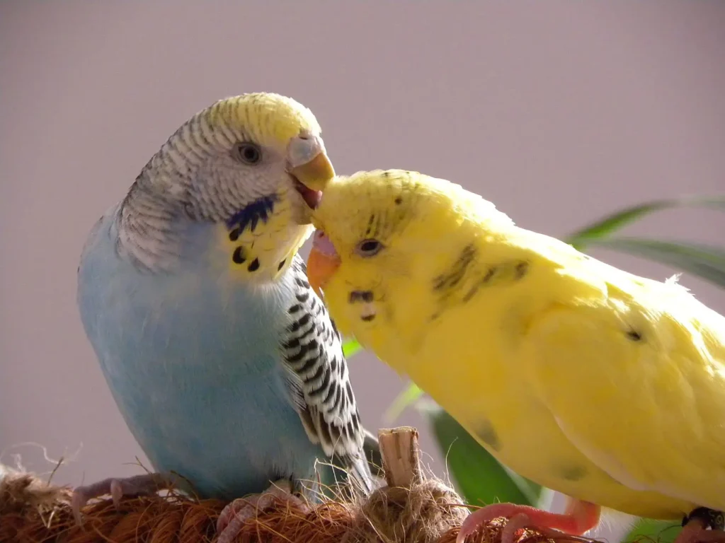 Are Budgerigars Good Pets?