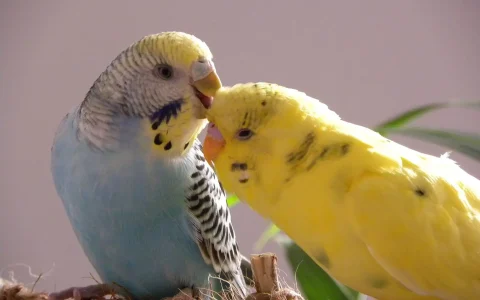 Are Budgerigars Good Pets?