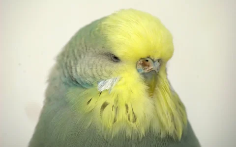 Do Budgies Like to Be Held?