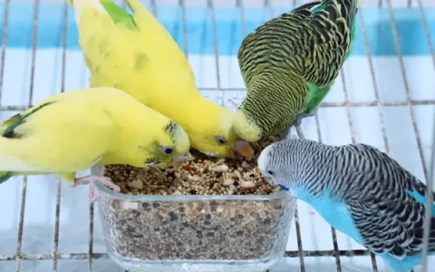 How long do budgies live as pets?