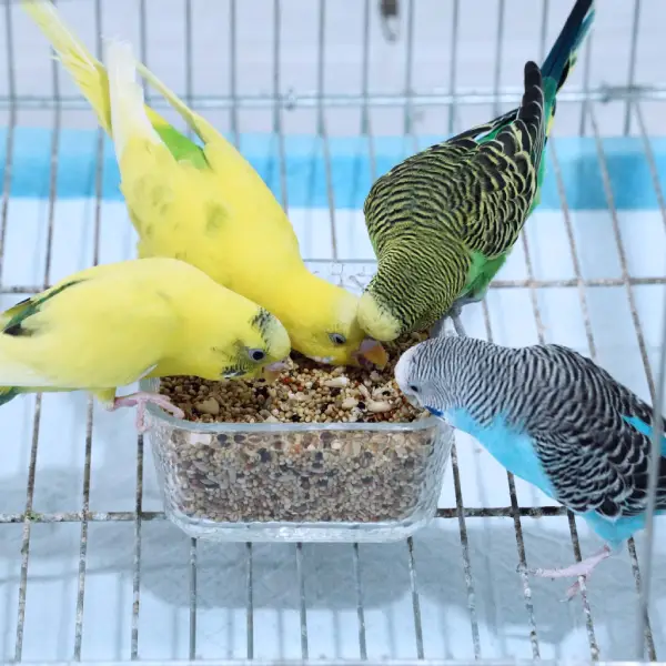 How-long-do-budgies-live-as-pets