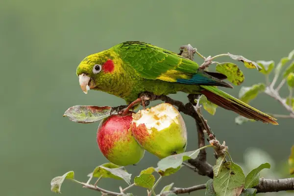 How-Far-Can-Budgies-Fly