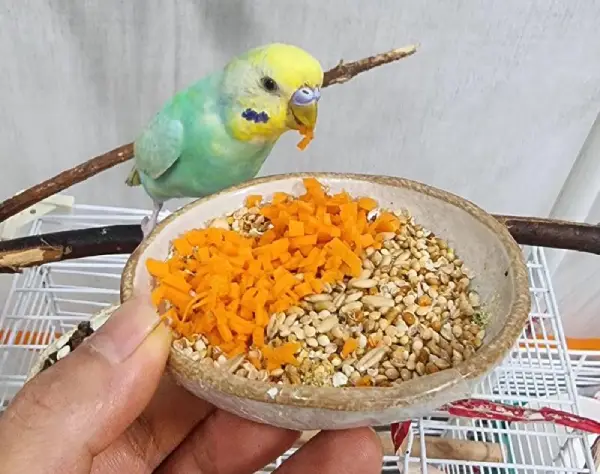 How-Do-You-Tell-If-a-Budgie-Is-Happy