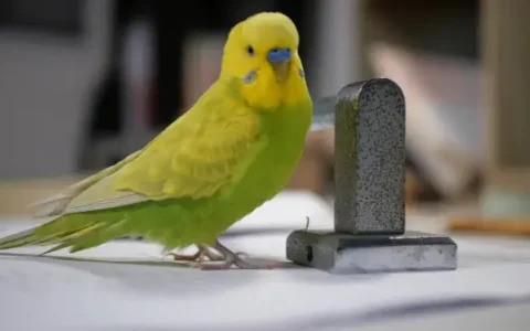 Are Budgerigars Easy to Care For?