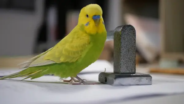Are-Budgerigars-Easy-to-Care-For