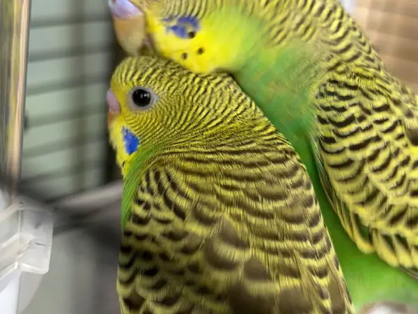 Are-Budgies-or-Lovebirds-Better