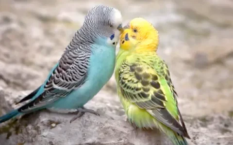 Do Pet Budgies Lay Eggs?