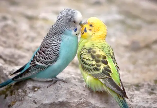 Do-Pet-Budgies-Lay-Eggs