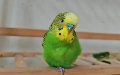 Should You Cover a Budgie at Night?