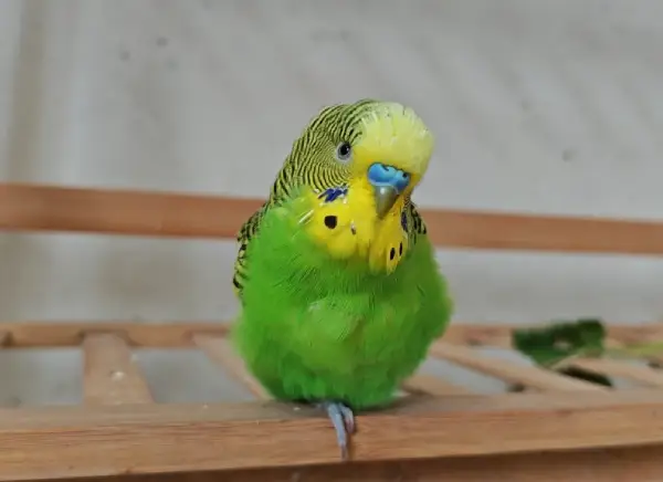 Should-You-Cover-a-Budgie-at-Night