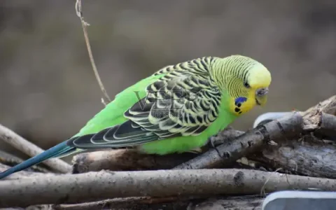 Do Budgies Need a Companion?