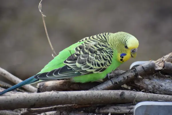 Do-Budgies-Need-a-Companion