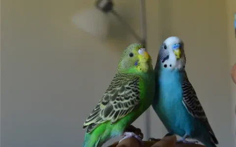 Best Cage Size for Two Budgies