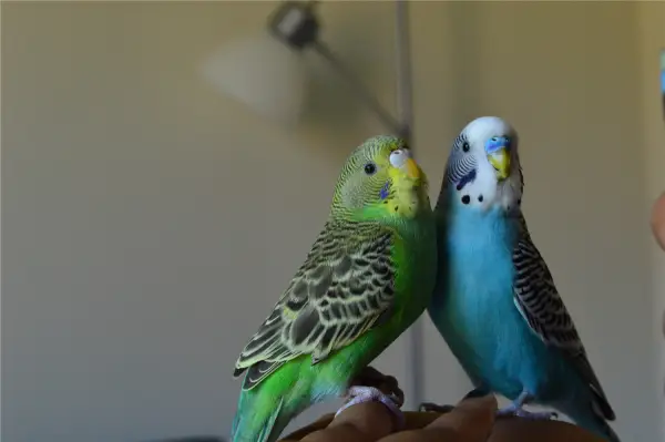 Best-Cage-Size-for-Two-Budgies