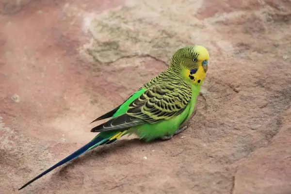How-Do-You-Bond-With-a-Budgie