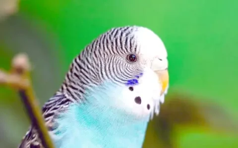 How to Tell if a Budgie Is Friendly?