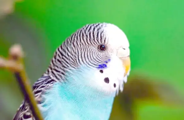How-to-Tell-if-a-Budgie-Is-Friendly