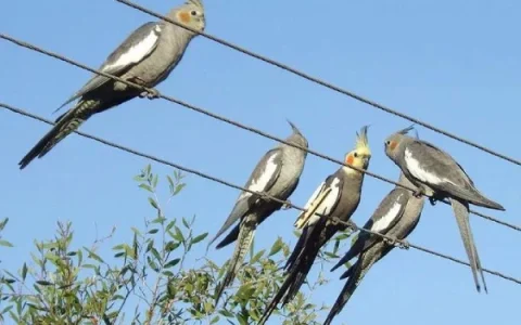 What Is the Rarest Cockatoo?