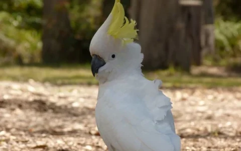 Do I Need a License to Keep a Cockatoo?