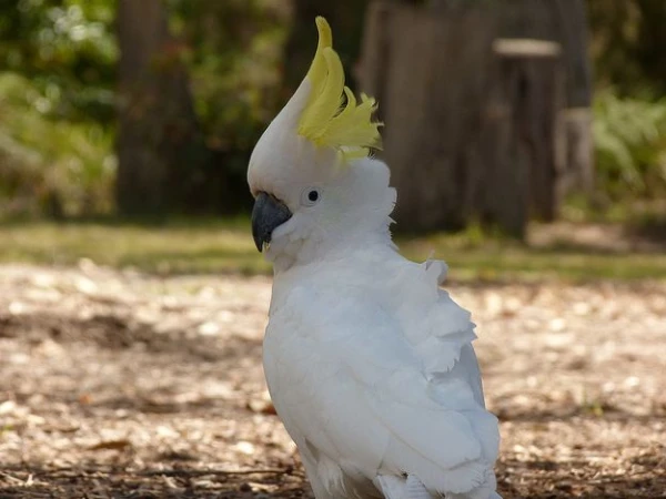Do-I-Need-a-License-to-Keep-a-Cockatoo