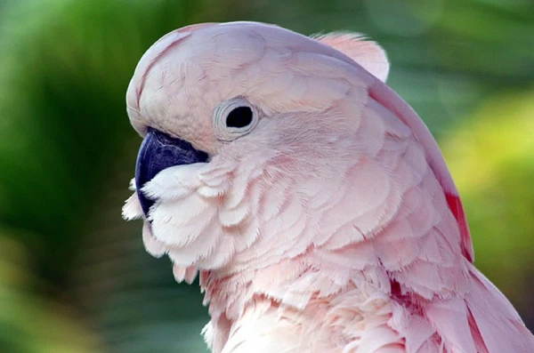 How-Do-You-Know-When-a-Cockatoo-Is-Angry