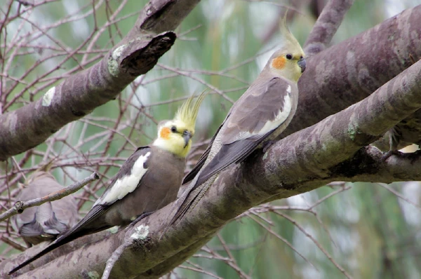Is-a-Cockatoo-a-Good-Beginner-Bird