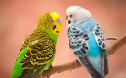 How Long Do English Budgies Live?