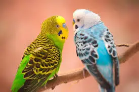 How Long Do English Budgies Live?