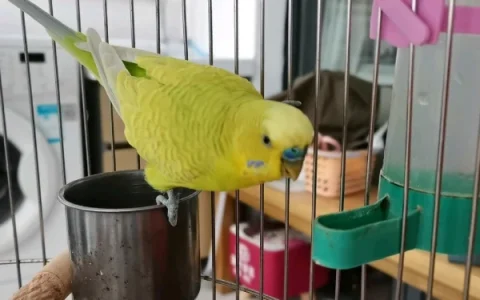 How Often Do Parrots Drink Water?