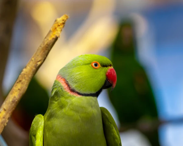 Indian-Ringneck-Parakeet