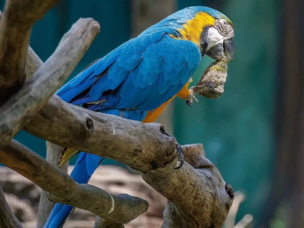 Macaw