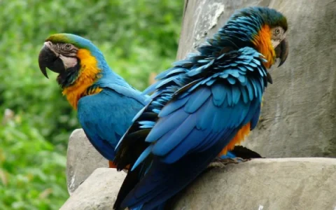 How Do Parrots Say Human Words? Complete Guide