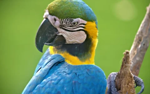 How Many Words Can a Parrot Remember? — An Complete Guide
