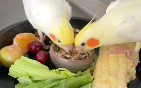 Cockatiel Intelligence: What Science Says About Their Learning Ability