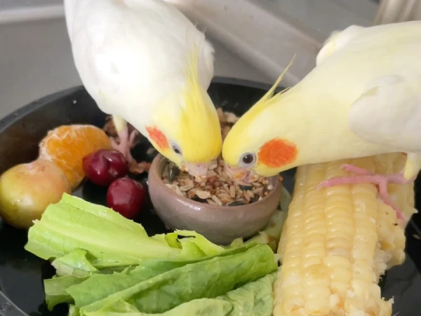 Can-Parrots-Eat-Bananas