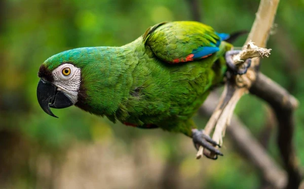 Which-Parrots-Live-140-Years