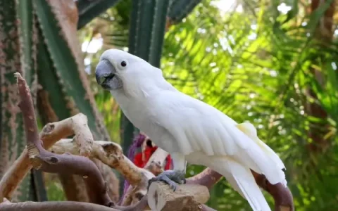 How Much Do Umbrella Cockatoos Cost?