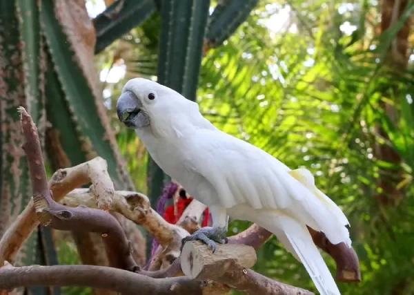 How-Much-Do-Umbrella-Cockatoos-Cost