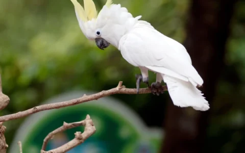 Do All Umbrella Cockatoos Talk?