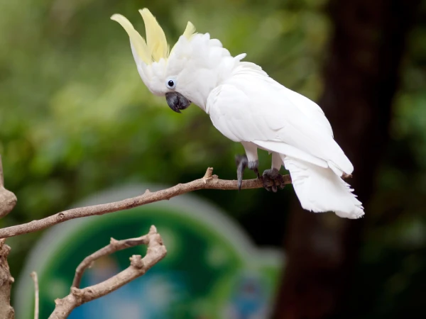 Cockatoo